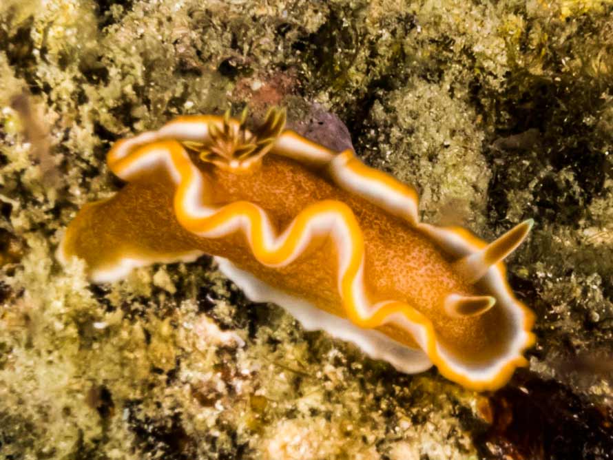 Glossodoris rufomarginata
